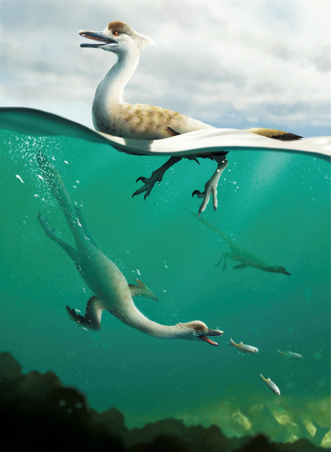 'Amazing' goose-necked dinosaur was built like a diving bird