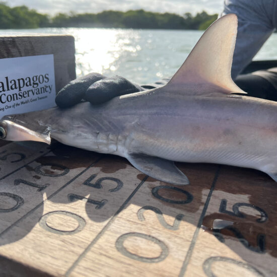 Scientists discover hammerhead shark nursery in Ecuador's Galapagos