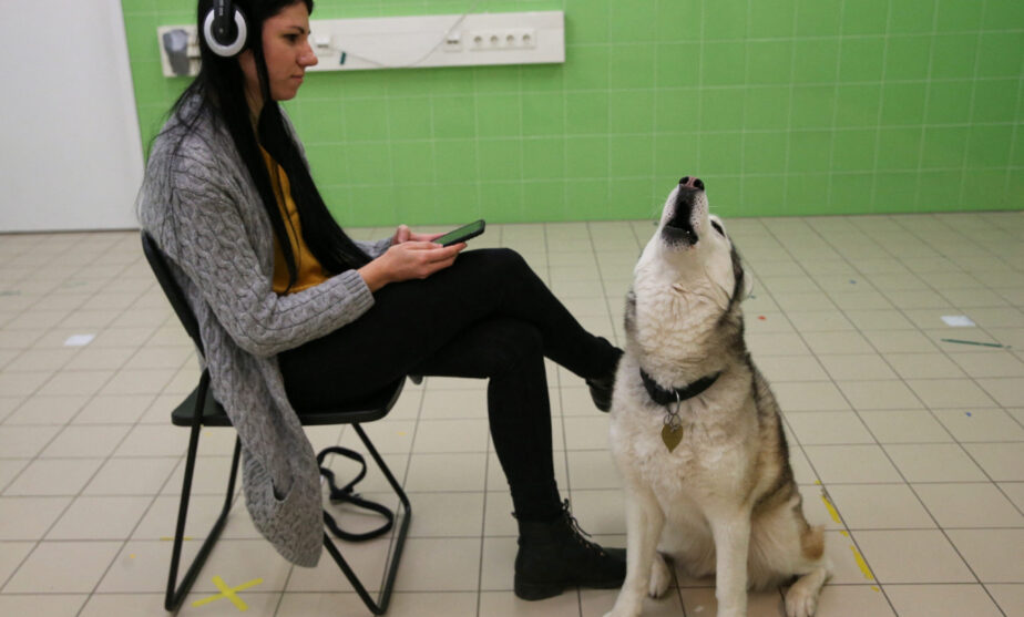 Call of the wild? Hungarian research explores why your dog is prone to howling