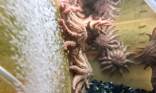 Scientists grow sea stars in lab to understand mass die-off along Pacific Coast