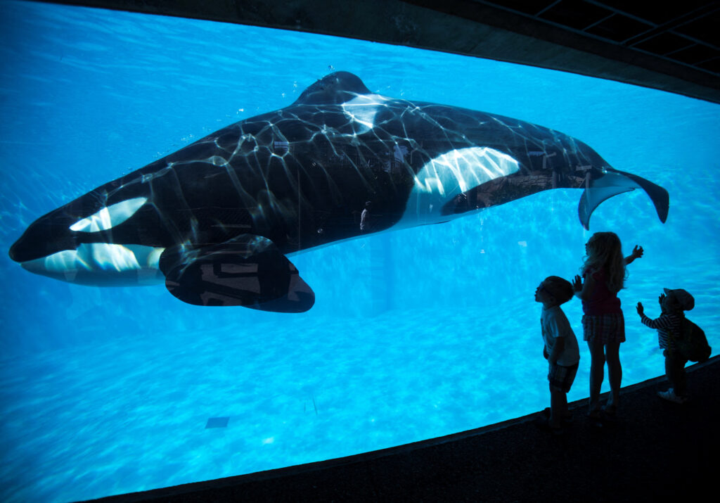 For toothed whales, sound production is all in the nose