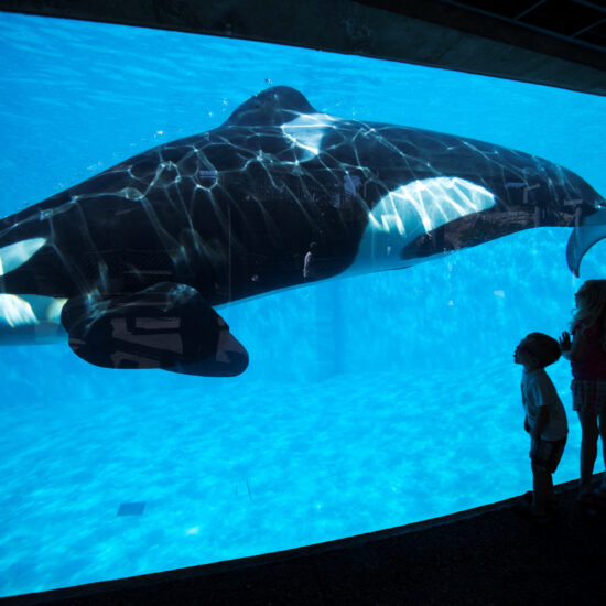 For toothed whales, sound production is all in the nose