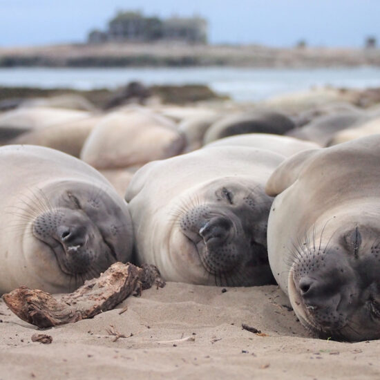 You think you need more sleep? Tell that to an elephant seal