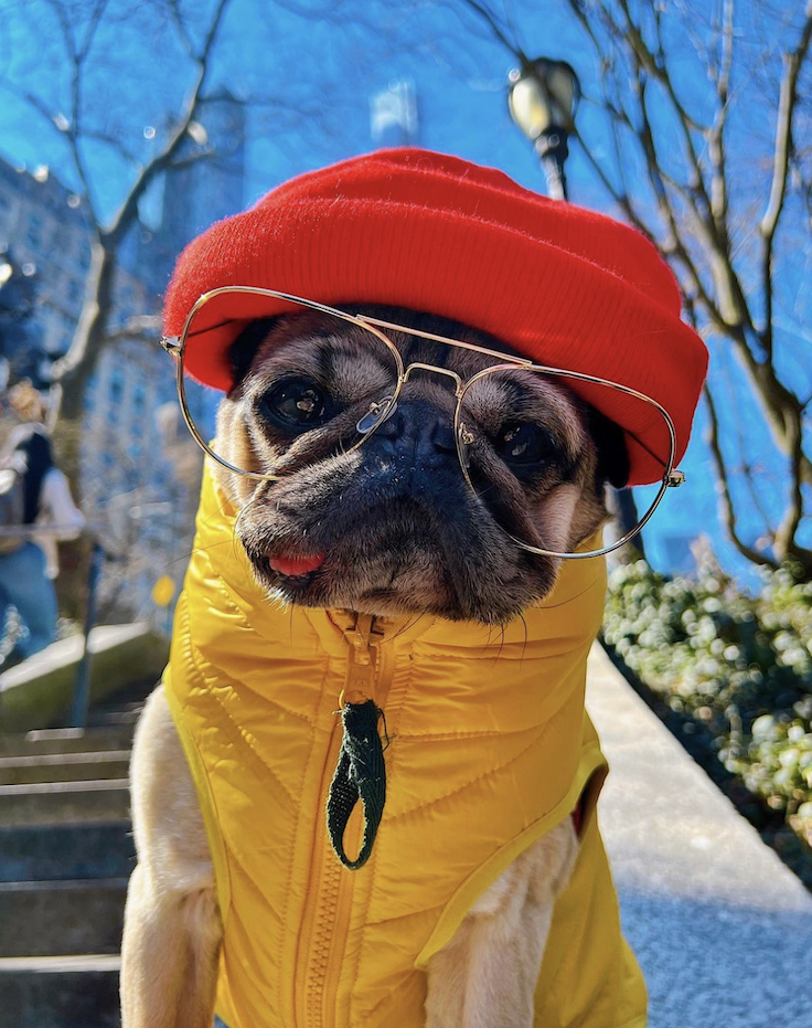 Doug The Pug, 3,6 million followers