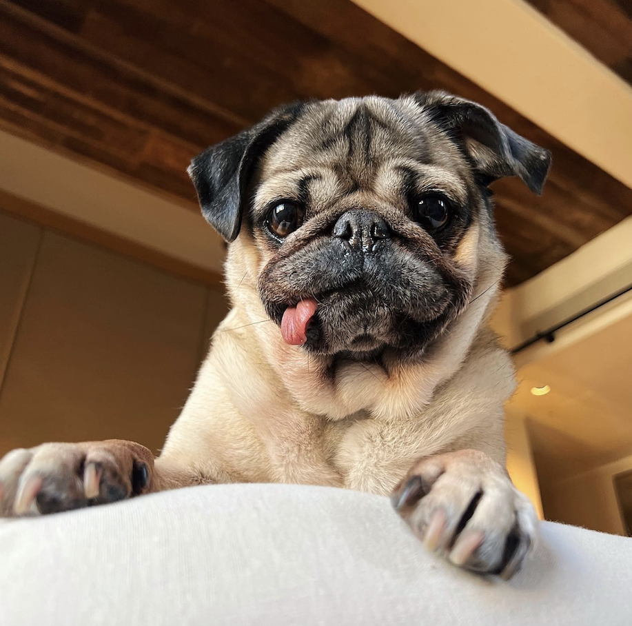 Doug The Pug