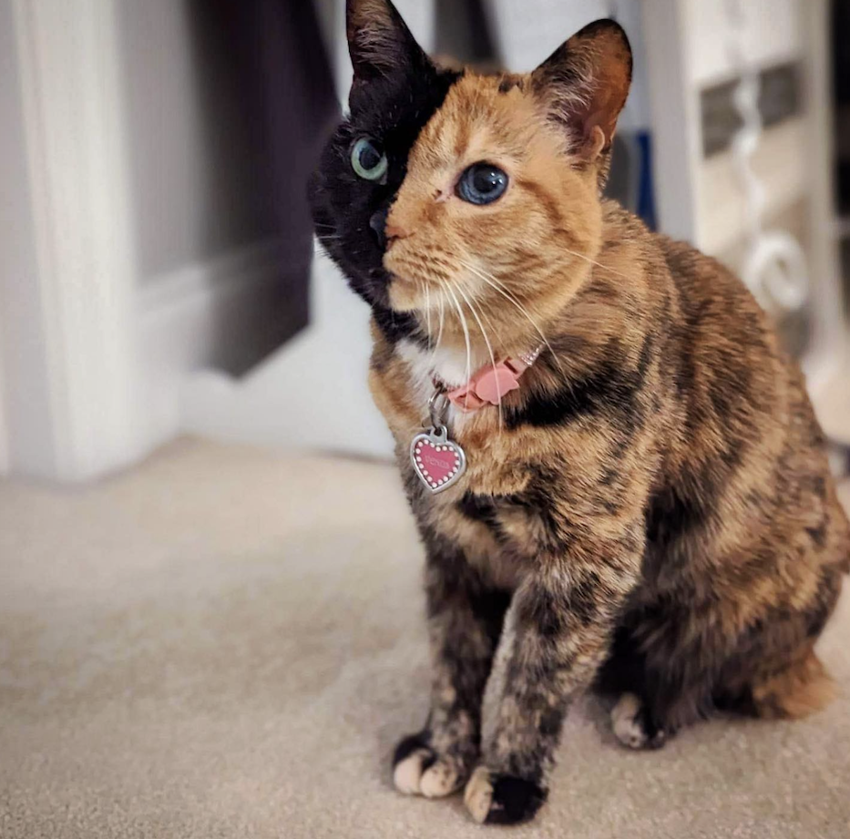 Venus the Two Face Cat