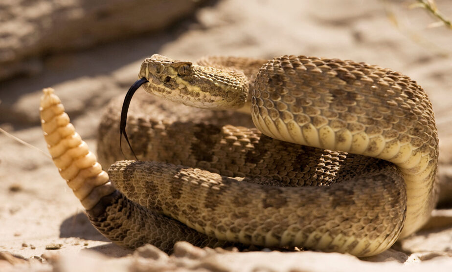 Misunderstood rattlesnakes have a tender side, study finds