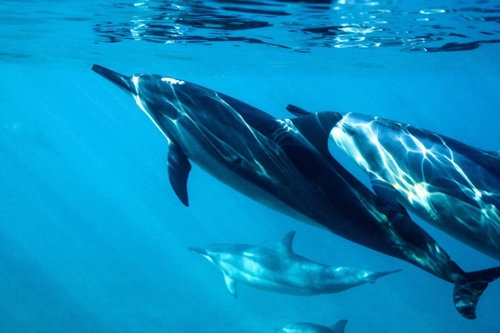 dolphins