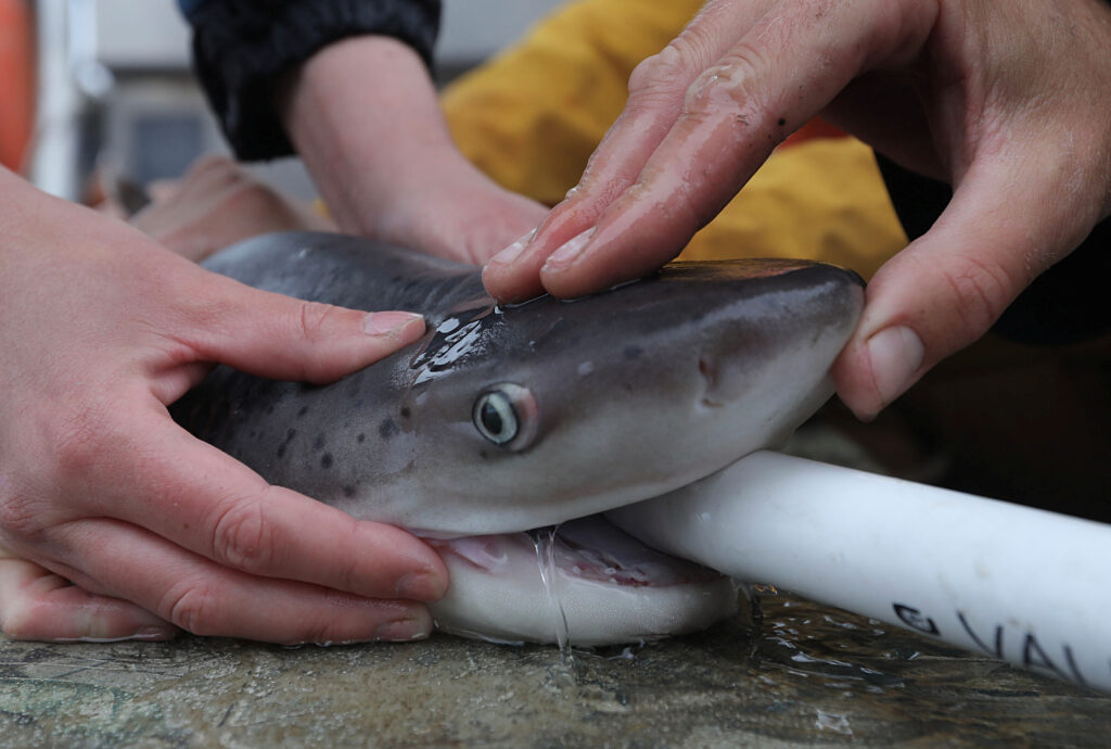 In San Francisco Bay, ecologists work to protect sevengill sharks