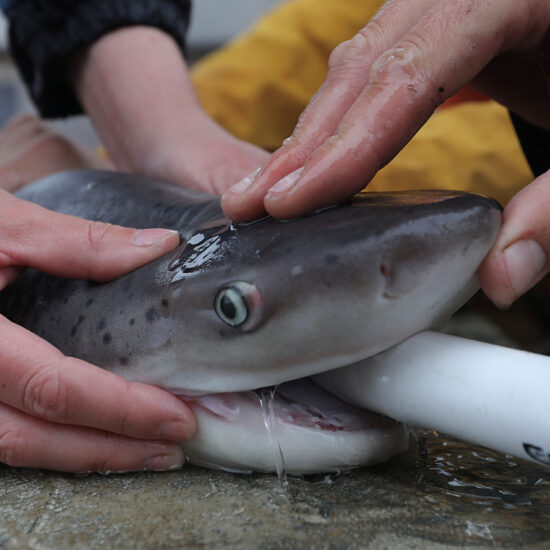 In San Francisco Bay, ecologists work to protect sevengill sharks