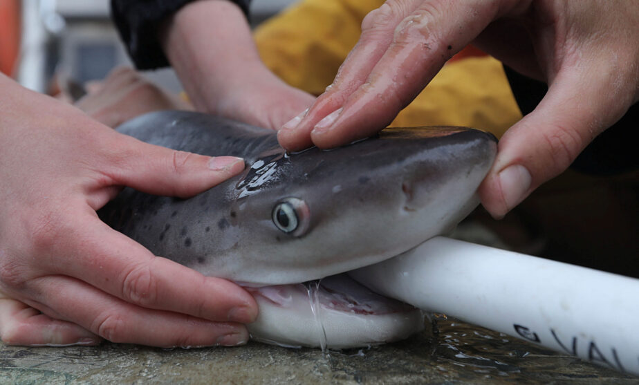 In San Francisco Bay, ecologists work to protect sevengill sharks