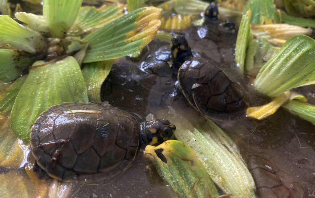 'We're releasing life': Heat wave speeds turtle hatching in Peru