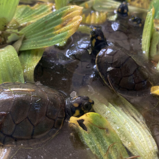 'We're releasing life': Heat wave speeds turtle hatching in Peru