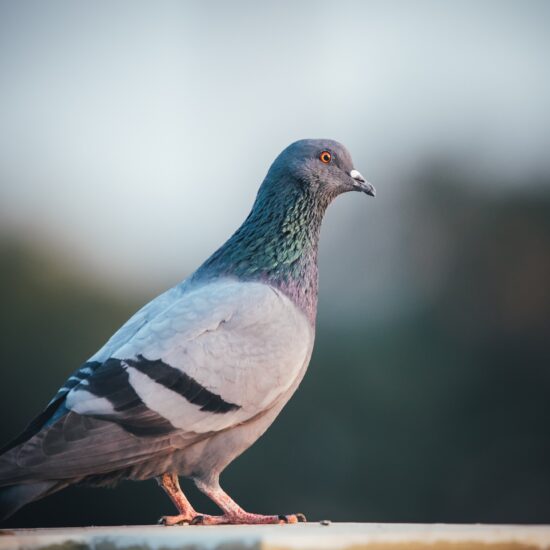 Sometimes pigeons are still faster than the internet It may sound strange or unusual, however, there are still cases today where pigeons remain faster than the internet. Today, internet speeds bear no resemblance to the era of the dial-up modem. While internet technology has advanced, sometimes the ancient method of the postal pigeon remains unsurpassed. In Ancient Greece, the 'sky mice,' as pigeons were called, were particularly popular. The ancient Greeks used pigeons to disseminate the results of the Olympic Games. In 1850, Reuters employed a fleet of 45 pigeons to send news and stock prices over a distance of 75 miles, between Brussels and Aachen, Germany. The journey took two hours—six hours less than a train would require. The U.S. military also had its fleet of postal pigeons, sending 600 to France during World War I. Racing pigeons typically fly at an average speed of 50 kilometers per hour and usually cover a distance of 500 kilometers, roughly equivalent to the distance from Washington to Boston. According to the American Racing Pigeon Union, a racing pigeon flies at an average speed of 50 kilometers per hour and typically covers a distance of 500 kilometers, approximately from Washington to Boston. With the aid of tailwinds, pigeons have been recorded traveling at speeds of 120 kilometers per hour and covering distances of over 1,000 kilometers. In certain rural areas of America, where internet speeds may lag significantly behind the national average, the pigeon may be the faster choice. Are pigeons faster? To determine whether a pigeon can surpass internet speed, we need to consider three key factors: internet speed, distance, and data. In the vast world of the internet, whether we are sending a file to the other side of the city or the other end of the country, there is no difference. The size of the data being sent is what slows down the transmission. It is a fact that today, most Americans have fast internet. However, this is not the case for some rural areas where internet connection is unstable and slow. In 2020, nearly 1 in 5 residents of rural areas did not have access to speeds of at least 25 megabits per second (Mbps) for downloads and over 3 Mbps for uploads. Speeds below this threshold can support regular internet browsing, email, and streaming of standard-definition video for up to two users, but not for more people or intensive tasks, such as streaming 4K video or using complex cloud-based software. Even in areas where fast internet is available, carrier pigeons can have the advantage, and this has been proven. This is exactly what YouTuber and software developer Jeff Geerling wanted to demonstrate a few months ago. He gave a carrier pigeon 3 terabytes of flash drives to see which was faster: the pigeon or the internet in his area. The result was indeed impressive. The pigeon managed to outpace the internet, proving that technology still has a long way to go. Internet speed statistics and facts Even though the internet has become essential in contemporary society, a considerable number of individuals either lack access or contend with sluggish speeds. Research from Cloudwards.net reveals a global surge in internet speeds, particularly in affluent nations. The worldwide online population is growing by hundreds of millions annually, and a majority of people now have internet access. Nonetheless, a notable gap persists in internet speed and accessibility between countries with lower and higher income levels.