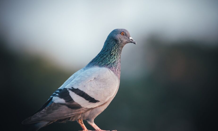 Sometimes pigeons are still faster than the internet It may sound strange or unusual, however, there are still cases today where pigeons remain faster than the internet. Today, internet speeds bear no resemblance to the era of the dial-up modem. While internet technology has advanced, sometimes the ancient method of the postal pigeon remains unsurpassed. In Ancient Greece, the 'sky mice,' as pigeons were called, were particularly popular. The ancient Greeks used pigeons to disseminate the results of the Olympic Games. In 1850, Reuters employed a fleet of 45 pigeons to send news and stock prices over a distance of 75 miles, between Brussels and Aachen, Germany. The journey took two hours—six hours less than a train would require. The U.S. military also had its fleet of postal pigeons, sending 600 to France during World War I. Racing pigeons typically fly at an average speed of 50 kilometers per hour and usually cover a distance of 500 kilometers, roughly equivalent to the distance from Washington to Boston. According to the American Racing Pigeon Union, a racing pigeon flies at an average speed of 50 kilometers per hour and typically covers a distance of 500 kilometers, approximately from Washington to Boston. With the aid of tailwinds, pigeons have been recorded traveling at speeds of 120 kilometers per hour and covering distances of over 1,000 kilometers. In certain rural areas of America, where internet speeds may lag significantly behind the national average, the pigeon may be the faster choice. Are pigeons faster? To determine whether a pigeon can surpass internet speed, we need to consider three key factors: internet speed, distance, and data. In the vast world of the internet, whether we are sending a file to the other side of the city or the other end of the country, there is no difference. The size of the data being sent is what slows down the transmission. It is a fact that today, most Americans have fast internet. However, this is not the case for some rural areas where internet connection is unstable and slow. In 2020, nearly 1 in 5 residents of rural areas did not have access to speeds of at least 25 megabits per second (Mbps) for downloads and over 3 Mbps for uploads. Speeds below this threshold can support regular internet browsing, email, and streaming of standard-definition video for up to two users, but not for more people or intensive tasks, such as streaming 4K video or using complex cloud-based software. Even in areas where fast internet is available, carrier pigeons can have the advantage, and this has been proven. This is exactly what YouTuber and software developer Jeff Geerling wanted to demonstrate a few months ago. He gave a carrier pigeon 3 terabytes of flash drives to see which was faster: the pigeon or the internet in his area. The result was indeed impressive. The pigeon managed to outpace the internet, proving that technology still has a long way to go. Internet speed statistics and facts Even though the internet has become essential in contemporary society, a considerable number of individuals either lack access or contend with sluggish speeds. Research from Cloudwards.net reveals a global surge in internet speeds, particularly in affluent nations. The worldwide online population is growing by hundreds of millions annually, and a majority of people now have internet access. Nonetheless, a notable gap persists in internet speed and accessibility between countries with lower and higher income levels.