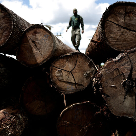 Scientists launch research effort at COP28 for Congo rainforest