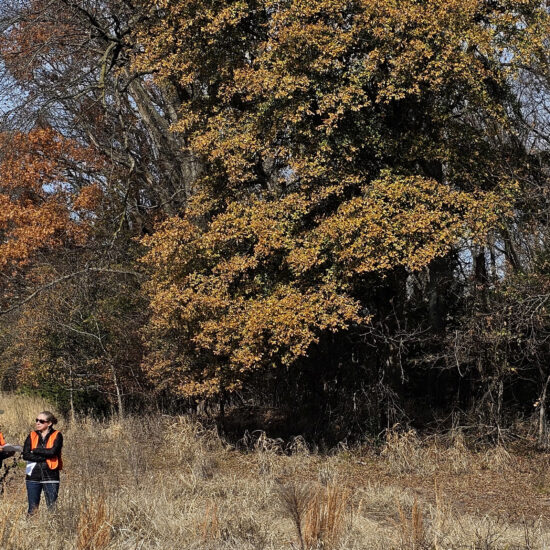 By David French (Reuters) - Microsoft Corp has struck a deal with offsets startup Chestnut Carbon to acquire credits linked to the removal of carbon dioxide from the atmosphere, the firms said Wednesday, as part of the tech giant's push to meet its sustainability goals. Unlike other offset deals that generate credits by preserving trees, Chestnut plants new trees on land previously farmed or under other usage, providing greater environmental benefit, its founder Ben Dell said in an interview. "This is, I believe, the largest U.S. afforestation project ever registered," Dell said. Under the agreement, Microsoft will acquire carbon removal credits for a period of 15 years from Chestnut from trees planted in the Mississippi Alluvial Valley. The first credits will be delivered to Microsoft in three years, to allow for the trees planted to mature, said Dell. The parties declined to say how much Microsoft was paying for the credits, which equate to removing up to 2.7 million tons of carbon through the life of the contract. "We are excited to collaborate with Chestnut and its Sustainable Restoration Project for high-quality, nature-based solutions located in the United States," said Brian Marrs, senior director of energy & carbon removal at Microsoft. Microsoft sees carbon removal programs as a key part of achieving its goal to be carbon negative by 2030, meaning that it will be contributing to the net removal of greenhouse gases from the atmosphere. In 2022, it contracted for more than 1.4 million metric tons of carbon removal, according to its website. These removal techniques include afforestation measures and technological solutions such as direct air capture. Microsoft is the first client of Chestnut, which is backed by private equity firm Kimmeridge Energy Management. The revenue generated by Chestnut will allow some of Kimmeridge's $200 million initial capital commitment to the company to be redeployed into new land purchases for Chestnut, said Dell, who is also Kimmeridge's managing partner.