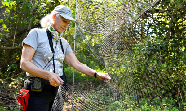 No visa required: Cuban biologists unravel mysteries of bird migration