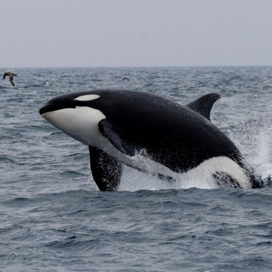 Why did menopause evolve? New study of whales gives some clues