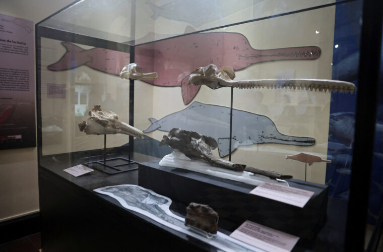 Fossil of 16-million-year-old river dolphin found in Peru