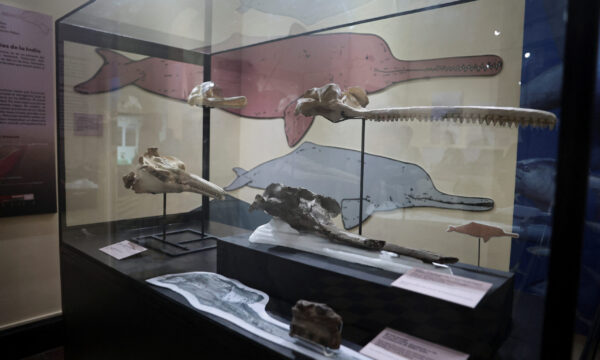 Fossil of 16-million-year-old river dolphin found in Peru