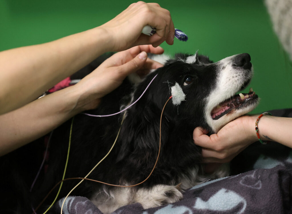 Dogs can associate words with objects, study finds