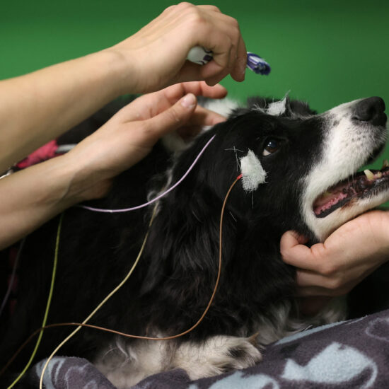 Dogs can associate words with objects, study finds