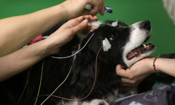 Dogs can associate words with objects, study finds