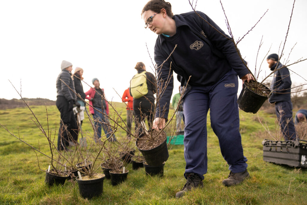 Secret planting operation boosts critically endangered Welsh shrub