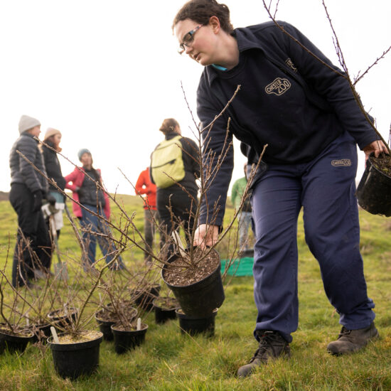 Secret planting operation boosts critically endangered Welsh shrub