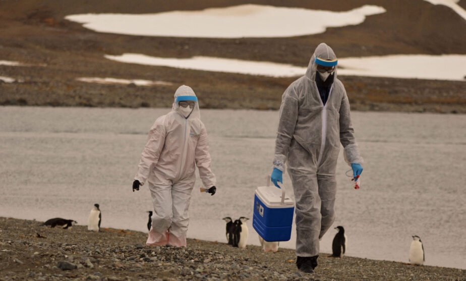 Scientists investigate thousands of dead Antarctic penguins for bird flu