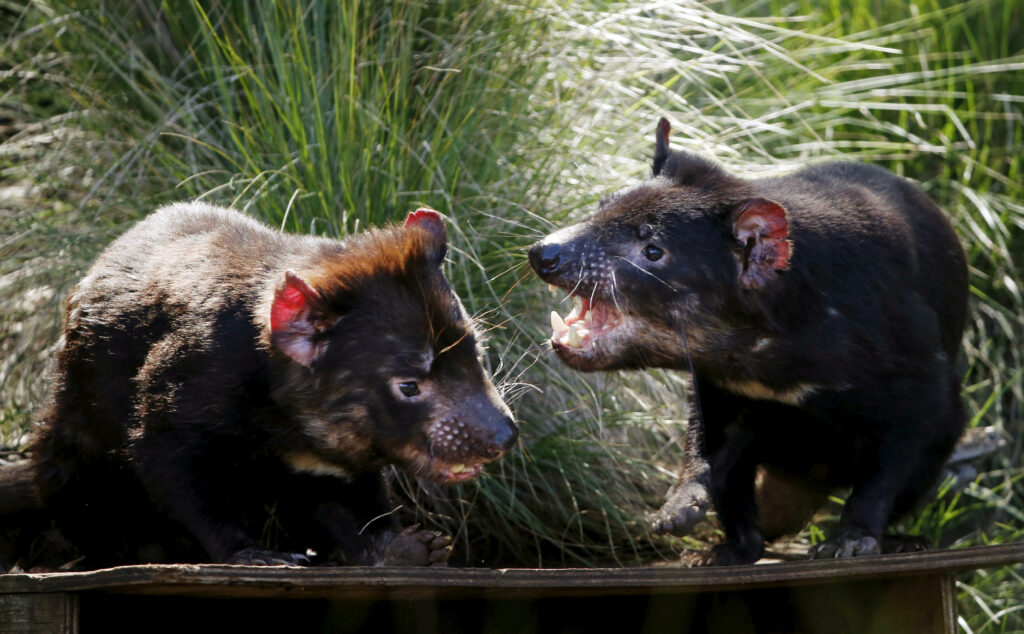 Australia's Juukan Gorge yields up rare Tasmanian Devil tooth