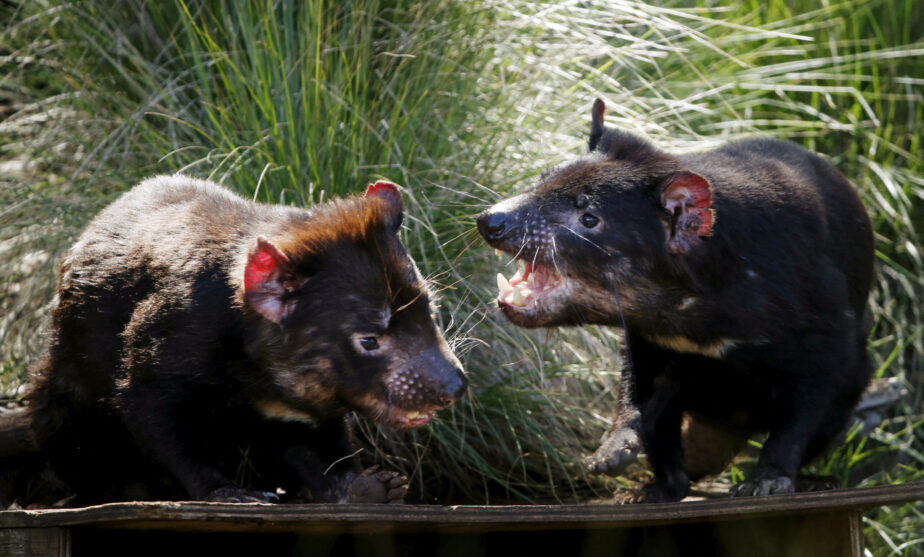 Australia's Juukan Gorge yields up rare Tasmanian Devil tooth