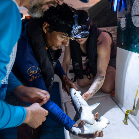 Scientists discover possible hammerhead shark nursery in Ecuador's Galapagos