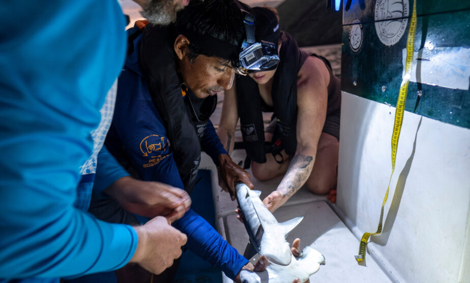 Scientists discover possible hammerhead shark nursery in Ecuador's Galapagos