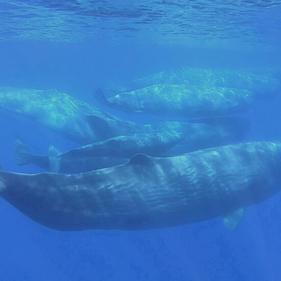 Scientists document remarkable sperm whale 'phonetic alphabet'