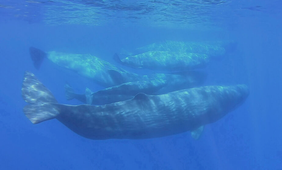 Scientists document remarkable sperm whale 'phonetic alphabet'