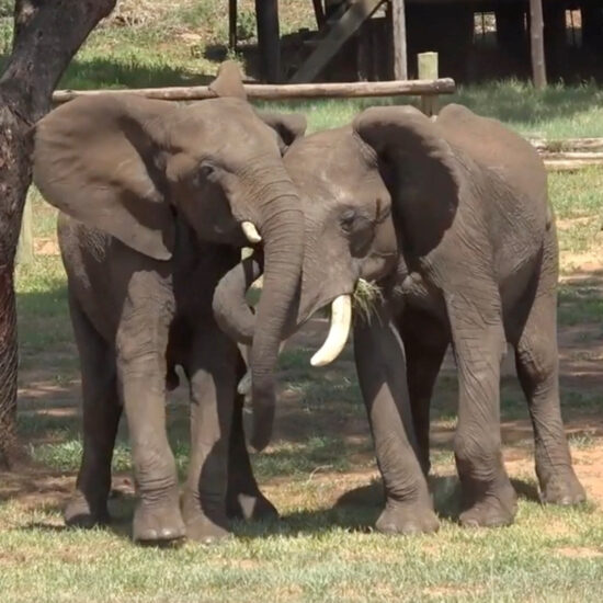 For elephants, like people, greetings are a complicated affair