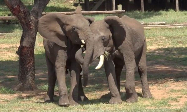 For elephants, like people, greetings are a complicated affair