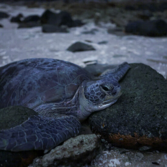 In Malaysia, warmer temperatures mean fewer male turtles, hurting conservation efforts