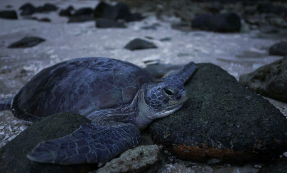 In Malaysia, warmer temperatures mean fewer male turtles, hurting conservation efforts