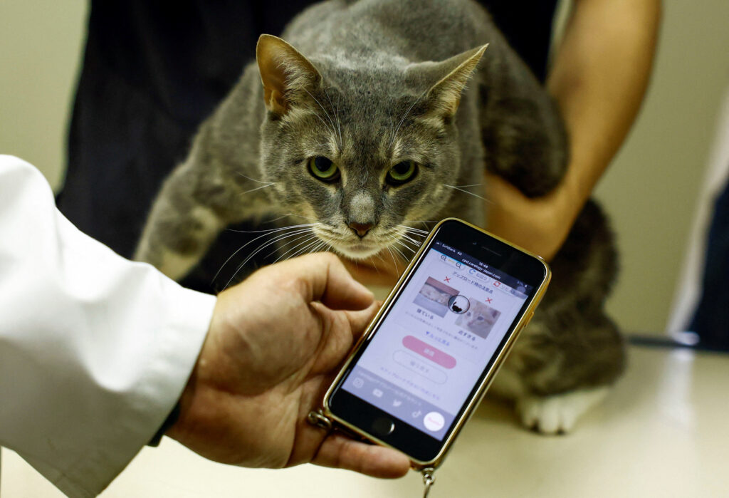 Japan's beloved cats get healthcare help from AI