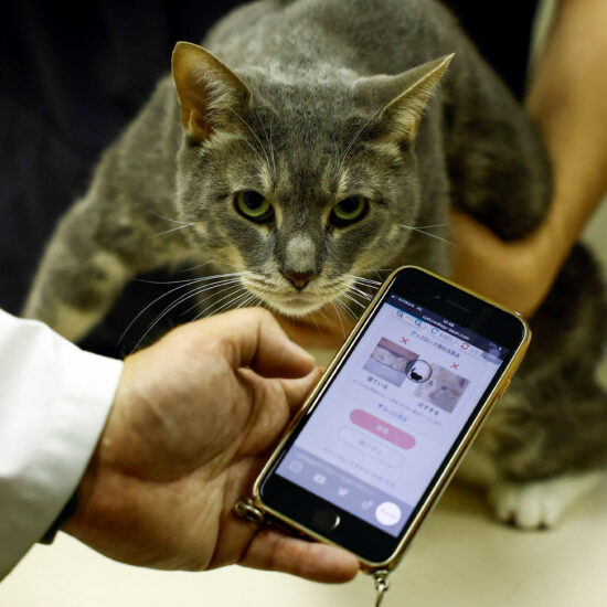 Japan's beloved cats get healthcare help from AI