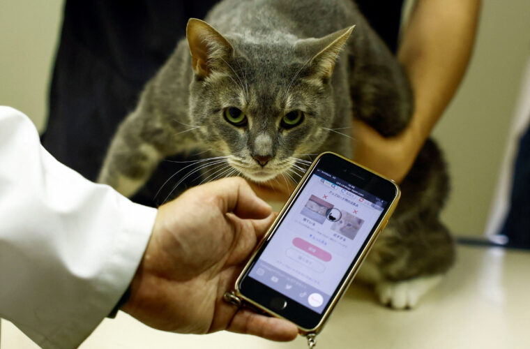 Japan's beloved cats get healthcare help from AI