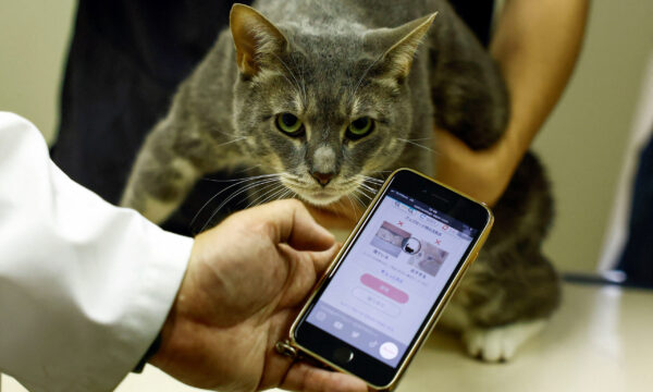 Japan's beloved cats get healthcare help from AI