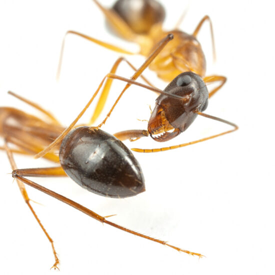 Ants perform limb amputations on injured comrades to save their lives