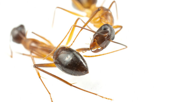 Ants perform limb amputations on injured comrades to save their lives