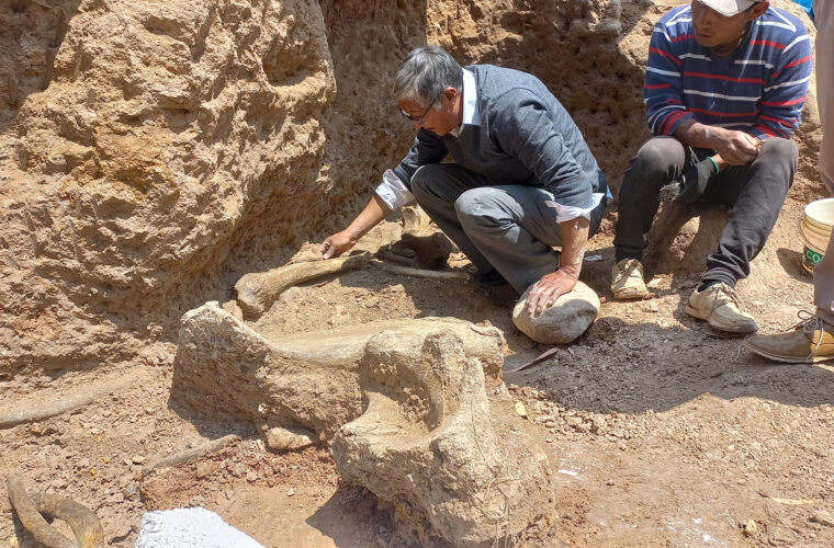 Researchers uncover remains of Ice Age mastodons in Peru