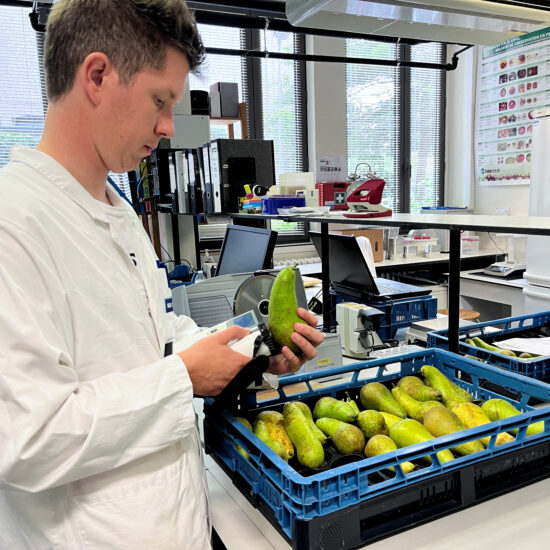 Belgian climate scientists grow the pears of the future