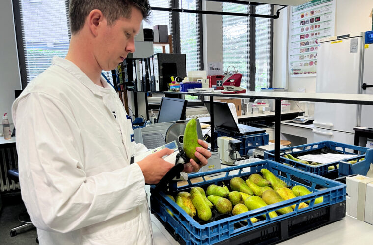 Belgian climate scientists grow the pears of the future